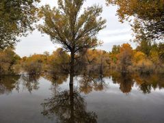 -金塔沙漠胡杨林景区