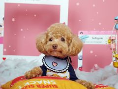 -超宠爱宠物摄影-Super pet