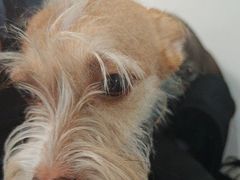 -瑞鹏宠物医院·爱宠堂·骨外专科(西荷分院)