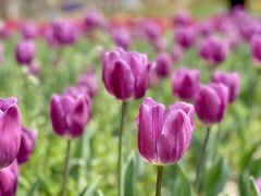 -北京国际鲜花港