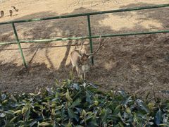 -合肥野生动物园