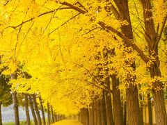 -三里屯东五街银杏大道