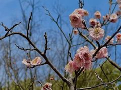 -梅花山(明孝陵内)