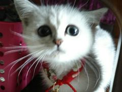 -安安宠医·安宠宠物医院