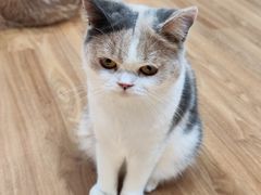 -COLOR PETS 撸猫馆·购猫·猫咖(长风大悦城店)