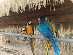 -西霞口神雕山野生动物世界