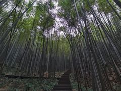 -缙云山景区