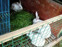 -明珠湖天鹅苑·农家菜馆