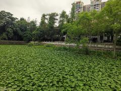 -荔湾湖公园