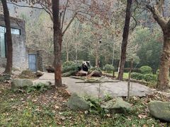 -都江堰中华大熊猫苑