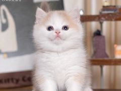 -小猫来了·猫舍(红山六九七九店)