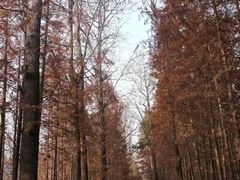 -日照海滨国家森林公园