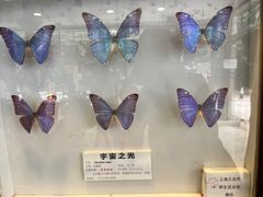 -上海大自然野生昆虫馆