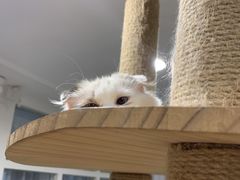 -楼上猫咖(罗湖店)