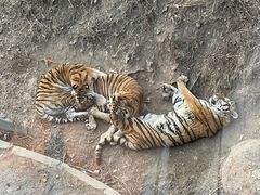 -大连森林动物园