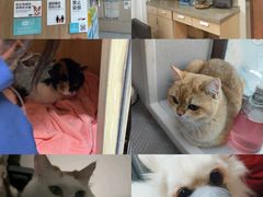 -谐和益家动物医院·免疫绝育·血液透析·宠保定点医院(高新伊藤分院)