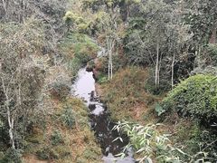 -野象谷景区