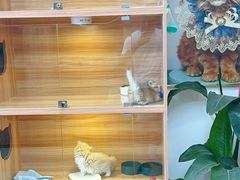 -猫十亿·布偶金渐层·曼基康矮脚猫舍(青年路店)