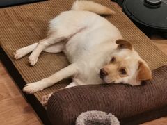 -乐琪宠物医院·犬猫专科·骨外科·急重症