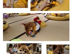 -逗柴咖啡屋·狗咖猫咖宠物桌游