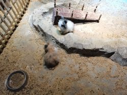 -酷嗒动物文化乐园(cutezoo西溪乐天城店)