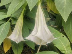 -成都市活水公园