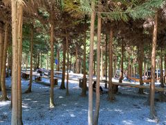-重庆睡佛山森林公园