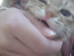 -芭比堂动物医院·犬猫全科·异宠专科(雁塔分院)