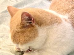 -MOYOYO猫咪咖啡店
