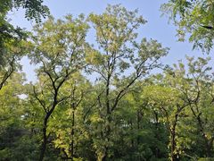 -阳台山自然风景区