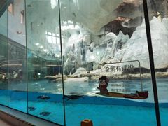 -帝企鹅自助餐厅•儿童岛•真企鹅(长隆企鹅酒店)