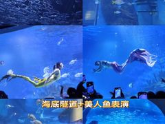 -海合安武汉极地海洋公园