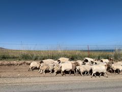 -青海湖国家重点风景名胜区