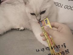 -BABIT巴比特宠物(MOMOPARK店)