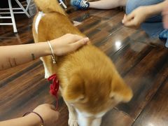 -豆柴町-柴犬主题狗咖(红鼎国际C座店)