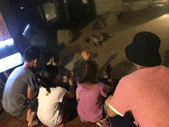 景点-清迈夜间动物园