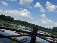 -荷塘月色湿地公园·向阳花洲