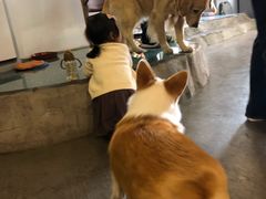 -百好乐宠物友好餐厅(朝外大街店)