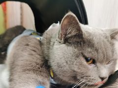 -派特宠物医院(圆融广场店)