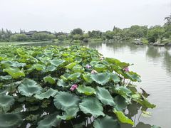 -扬州狮子楼·非遗淮扬菜(东关街店)