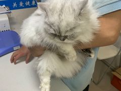 -艾贝尔宠物医院 ·中兽医·宠保定点(北门桥店)