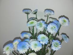 -循礼门鲜花花市(武汉循礼门店)