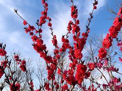 -天津东丽湖风景区
