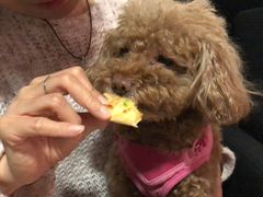 -百好乐宠物友好餐厅(朝外大街店)