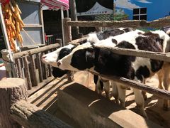 -昆明动物园