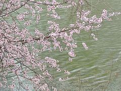 -桃花堤公园