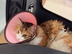 -艾贝尔宠物医院·24H转诊中心·肿瘤猫专科(江宁双龙店)