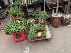 -中环花鸟鱼虫市场