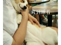 -柯斗斗主题餐厅·狗咖·围炉煮茶·茶饮(国瑞升平里店)