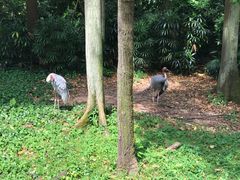 -新加坡飞禽公园